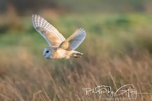 12 Nov 2024 : Frizington, Cumbria - Barn Owl
