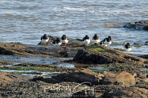 22 Feb 2025 : Oystercatchers - Whitely Bay, St Marys Lighthouse, Northumbria