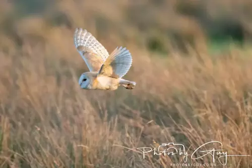 12 Nov 2024 : Frizington, Cumbria - Barn Owl