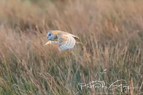 12 Nov 2024 : Frizington, Cumbria - Barn Owl