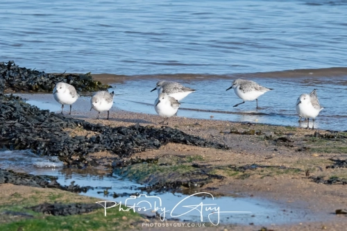22 Feb 2025 : Sanderlings - Whitely Bay, St Marys Lighthouse, Northumbria
