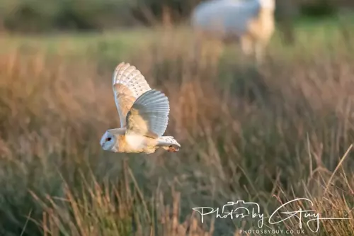 12 Nov 2024 : Frizington, Cumbria - Barn Owl