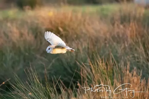 12 Nov 2024 : Frizington, Cumbria - Barn Owl