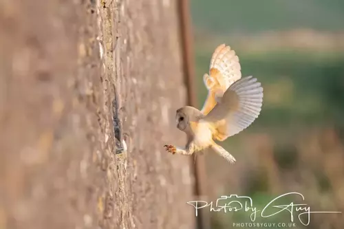 NZ8_0193-12 Nov 2024 : Frizington, Cumbria - Barn Owl