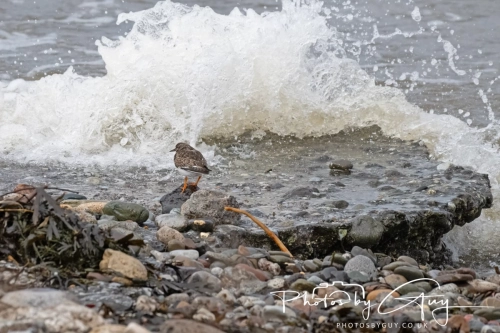 02 January 2025 : Turnstone , Workington