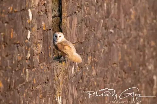 12 Nov 2024 : Frizington, Cumbria - Barn Owl
