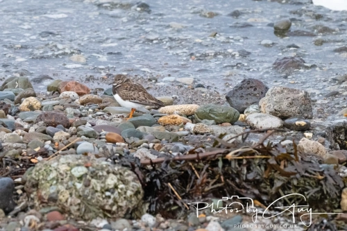 02 January 2025 : Turnstone , Workington