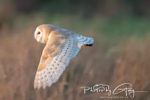 12 Nov 2024 : Frizington, Cumbria - Barn Owl