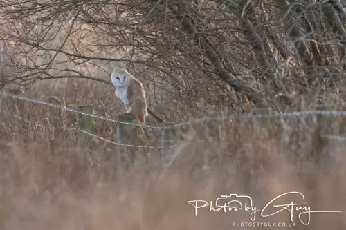 12 Nov 2024 : Frizington, Cumbria - Barn Owl