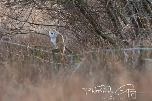 12 Nov 2024 : Frizington, Cumbria - Barn Owl
