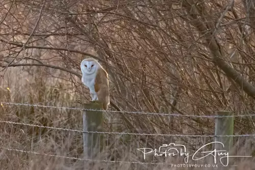 12 Nov 2024 : Frizington, Cumbria - Barn Owl