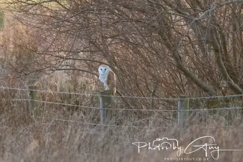 12 Nov 2024 : Frizington, Cumbria - Barn Owl