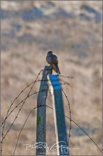 04 January 2025 : Kestrel , Workington
