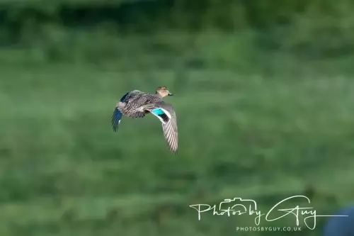 15 Nov 2024 :Teal In flight Parkside, Cleator Moor, Cumbria