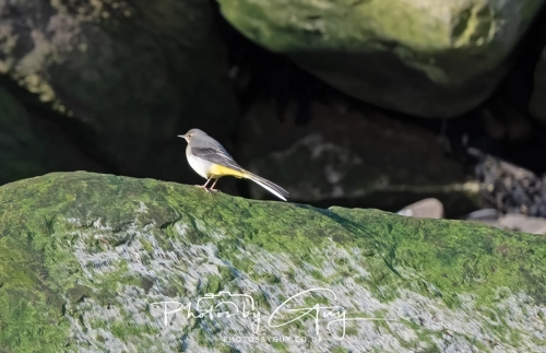 22 Feb 2025 : Grey Wagtail - Whitely Bay, St Marys Lighthouse, Northumbria