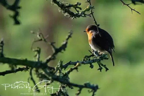 16 Nov 2024 : Robin in Hawthorn, Parkside, Cleator Moor, Cumbria