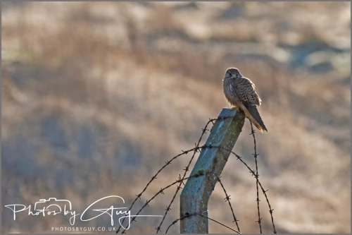 04 January 2025 : Kestrel , Workington