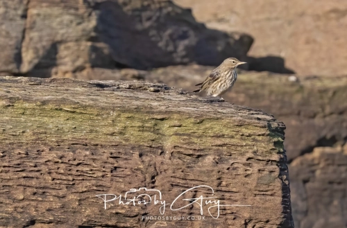 22 Feb 2025 : Rock Pipit- Whitely Bay, St Marys Lighthouse, Northumbria