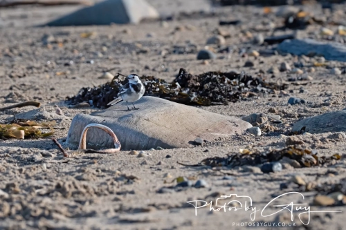 22 Feb 2025 : Pied Wagtail - Whitely Bay, St Marys Lighthouse, Northumbria