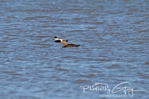 22 Feb 2025 : Eider Ducks - Whitely Bay, St Marys Lighthouse, Northumbria