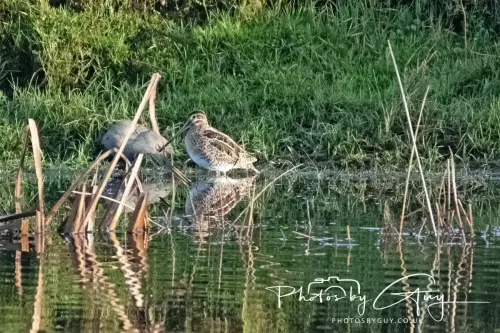 15 Nov 2024 : Snipe, Parkside, Cleator Moor, Cumbria