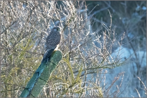 04 January 2025 : Kestrel , Workington