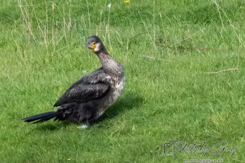 7 October 2024 : Parkside, Cleator Moor, CumbriaCormorant on the pond