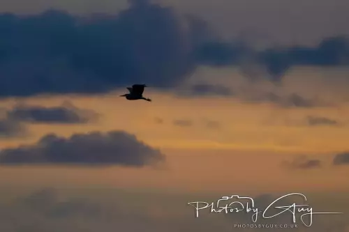 18-21 Nov 2024 : Cleator Moor, Cumbria - Grey Heron