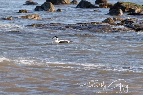 22 Feb 2025 : Eider Ducks - Whitely Bay, St Marys Lighthouse, Northumbria