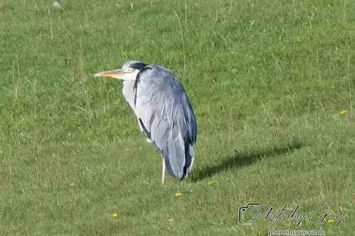 7 October 2024 : Parkside, Cleator Moor, CumbriaGrey Heron by the pond