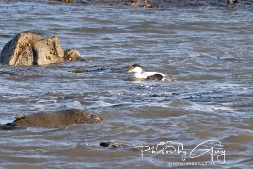 22 Feb 2025 Eider Ducks - Whitely Bay, St Marys Lighthouse, Northumbria