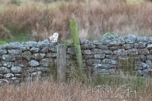 18-21 Nov 2024 : Cleator Moor, Cumbria - Barn owl 