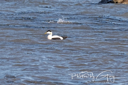 22 Feb 2025 Eider Ducks - Whitely Bay, St Marys Lighthouse, Northumbria