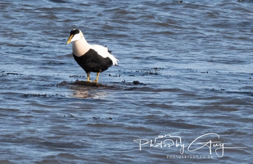 22 Feb 2025 Eider Ducks - Whitely Bay, St Marys Lighthouse, Northumbria