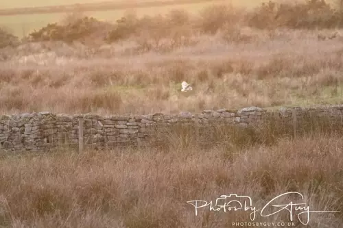18-21 Nov 2024 : Cleator Moor, Cumbria - Barn ouwl flying early Morning
