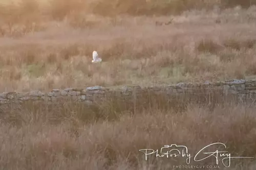 18-21 Nov 2024 : Cleator Moor, Cumbria - Barn owl 