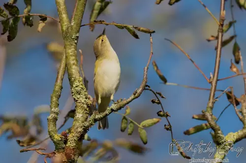 7 October 2024 : Parkside, Cleator Moor, CumbriaChiffchaff in the Garden