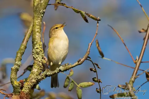 7 October 2024 : Parkside, Cleator Moor, CumbriaChiffcahff in the Garden