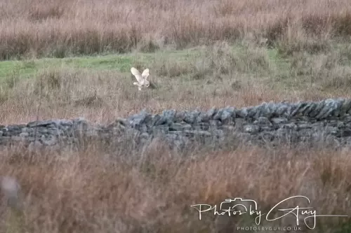 18-21 Nov 2024 : Cleator Moor, Cumbria - Barn owl 