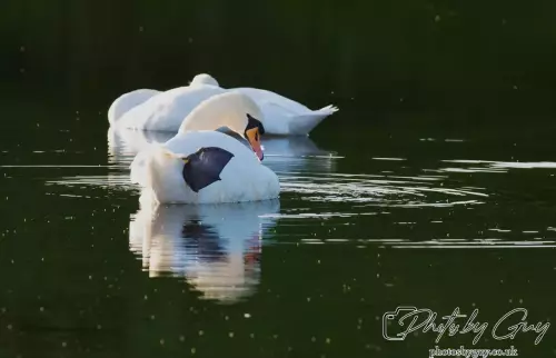 7 October 2024 : Parkside, Cleator Moor, CumbriaMute Swan the evening light