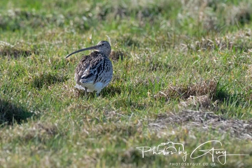 22 Feb 2025 Curlew - Whitely Bay, St Marys Lighthouse, Northumbria