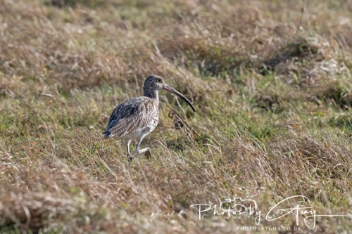 22 Feb 2025 Curlew - Whitely Bay, St Marys Lighthouse, Northumbria