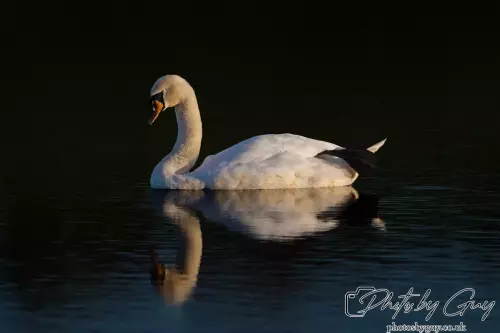 7 October 2024 : Parkside, Cleator Moor, CumbriaMute Swan the evening light