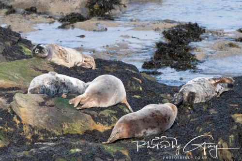 22 Feb 2025 Grey Seals - Whitely Bay, St Marys Lighthouse, Northumbria