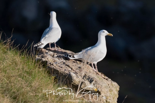9-11 April 2025 : Parkside, Cleator Moor, West Cumbria - Herring Gulls