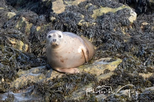 22 Feb 2025 Grey Seals - Whitely Bay, St Marys Lighthouse, Northumbria