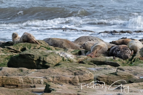 22 Feb 2025 Grey Seals - Whitely Bay, St Marys Lighthouse, Northumbria