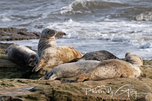 22 Feb 2025 Grey Seals - Whitely Bay, St Marys Lighthouse, Northumbria