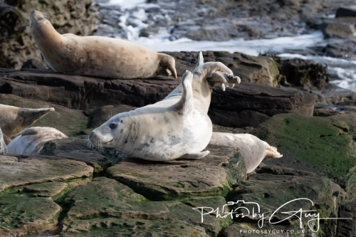 22 Feb 2025 Grey Seals - Whitely Bay, St Marys Lighthouse, Northumbria