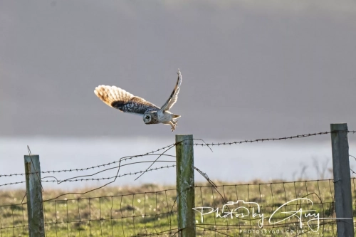 02 January 2025 : Short Eared Owl , Workington